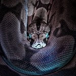 Snake Eyes (SS) 25%
